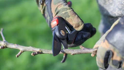Close-up of a gloved hand holding secateurs and cutting a tree branch, Branscombe, Devon